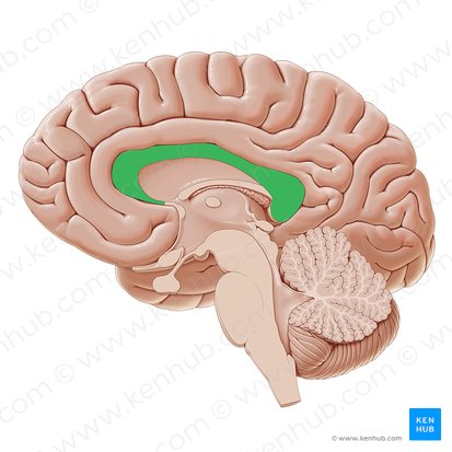 Corpus callosum (Hirnbalken); Bild: Paul Kim