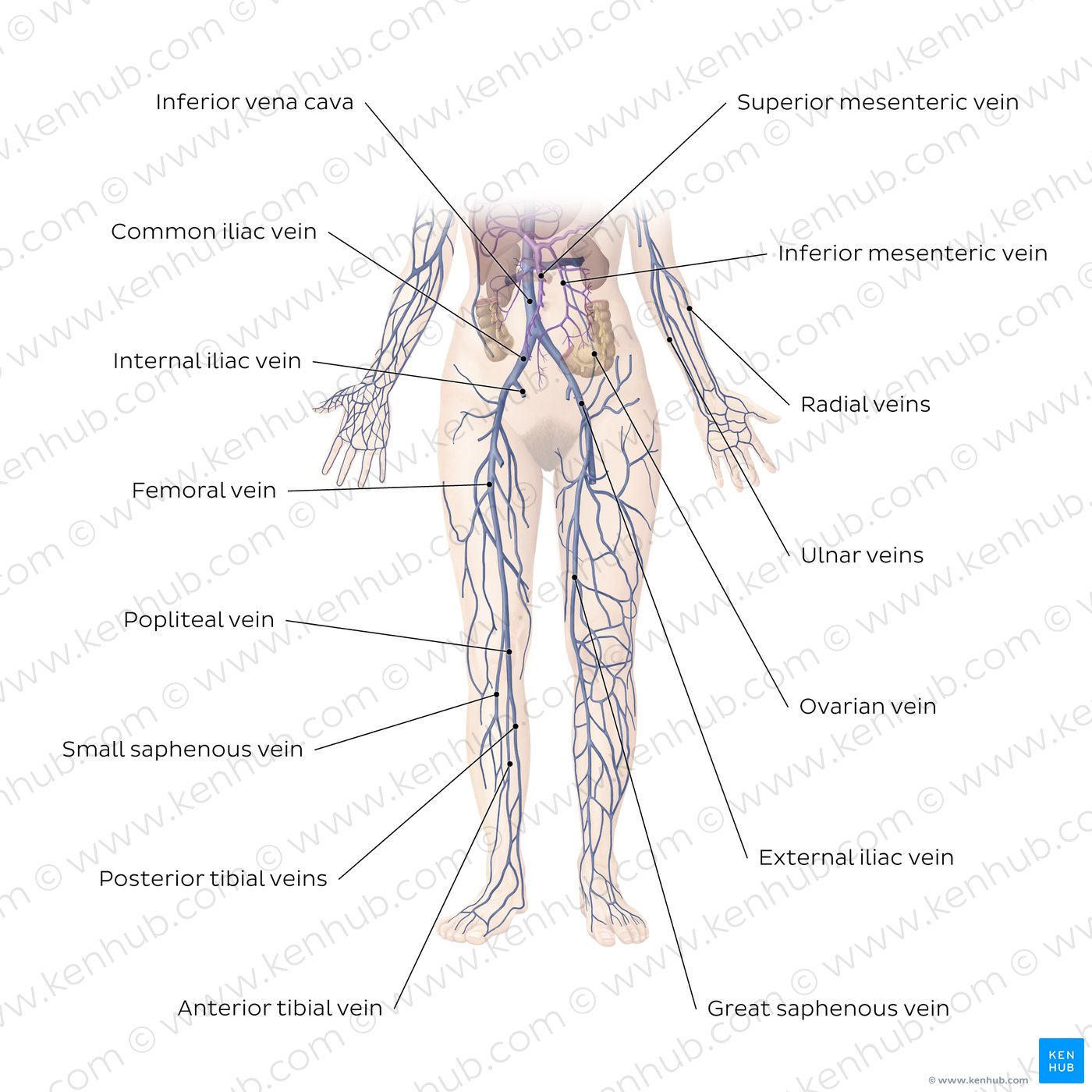 Cardiovascular system: Veins of the lower part of the body