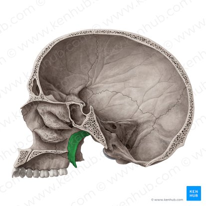 Medial plate of pterygoid process of sphenoid bone (Lamina medialis processus pterygoidei ossis sphenoidalis); Image: Yousun Koh