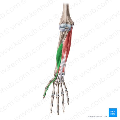 Músculo flexor longo do polegar (Musculus flexor pollicis longus); Imagem: Yousun Koh