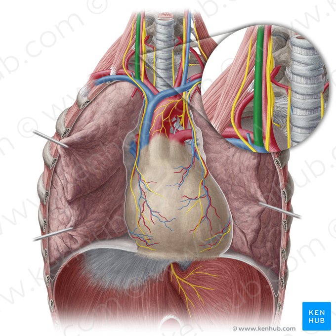 Vena jugularis interna dextra (Rechte innere Drosselvene); Bild: Yousun Koh