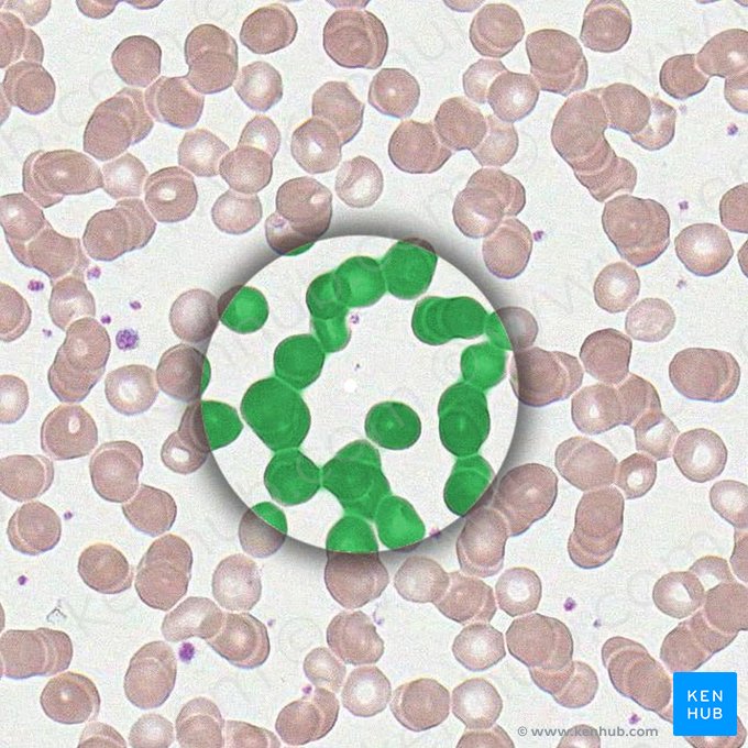 Erythrocyte (Erythrocytus); Image: 