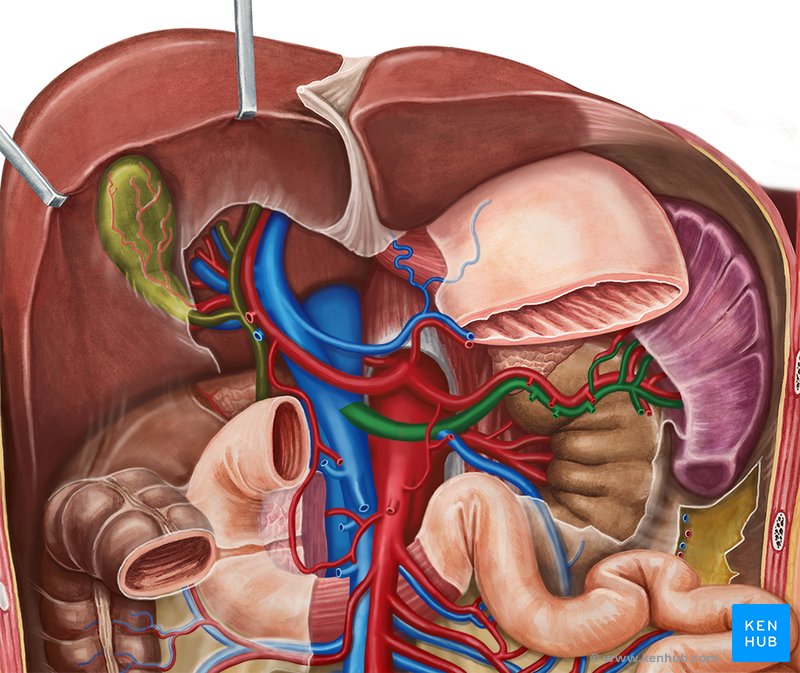 Splenic vein (vena splenica)