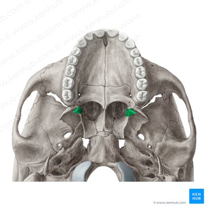 Hamulus pterygoideus ossis sphenoidalis (Hakenfortsatz des Keilbeins); Bild: Yousun Koh