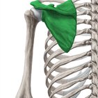 Scapula (Schulterblatt)