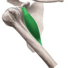 Coracobrachialis muscle