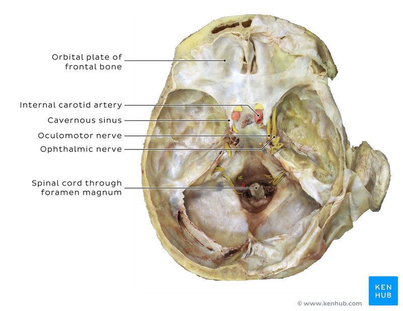 Skull base and cavernous sinus - superior view