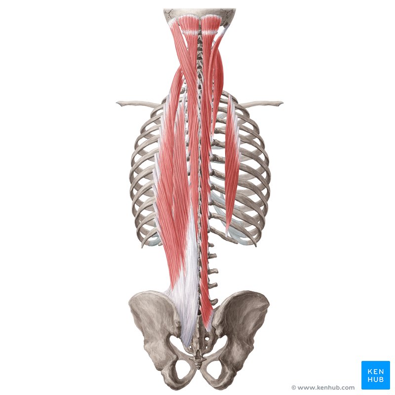 Deep back muscles: splenius muscles, erector spinae muscles, transversospinalis muscles, segmental muscles