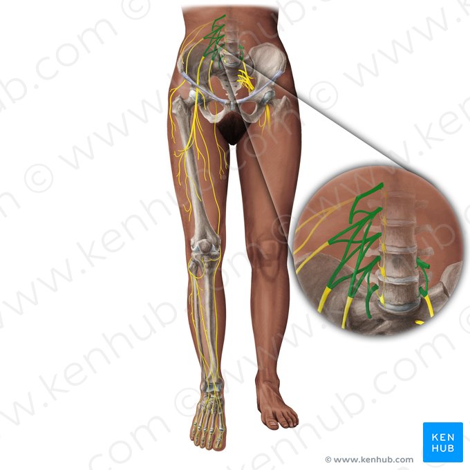 Plexo lombar (Plexus lumbalis); Imagem: Paul Kim