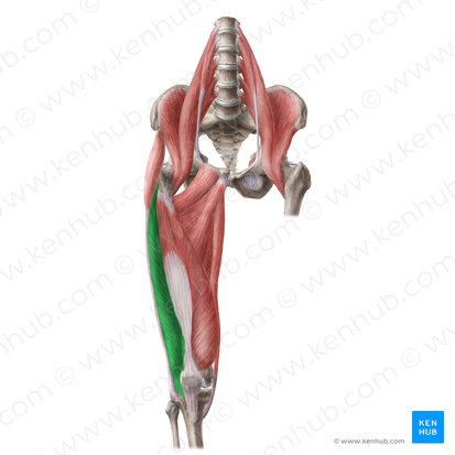 Vastus lateralis muscle (Musculus vastus lateralis); Image: Liene Znotina