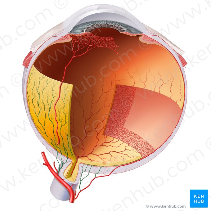 Arteriae ciliares posteriores breves (Kurze hintere Ziliararterien); Bild: Paul Kim