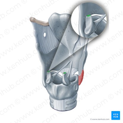 Corniculate articular surface of arytenoid cartilage (Facies articularis corniculata cartilaginis arytenoideae); Image: Paul Kim