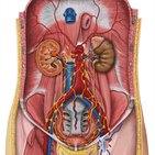 Inguinal lymph nodes