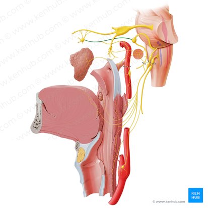 Greater petrosal nerve (Nervus petrosus major); Image: Paul Kim