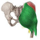 Musculus gluteus maximus