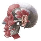 Principaux muscles de la tête et du cou