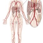 Renal artery