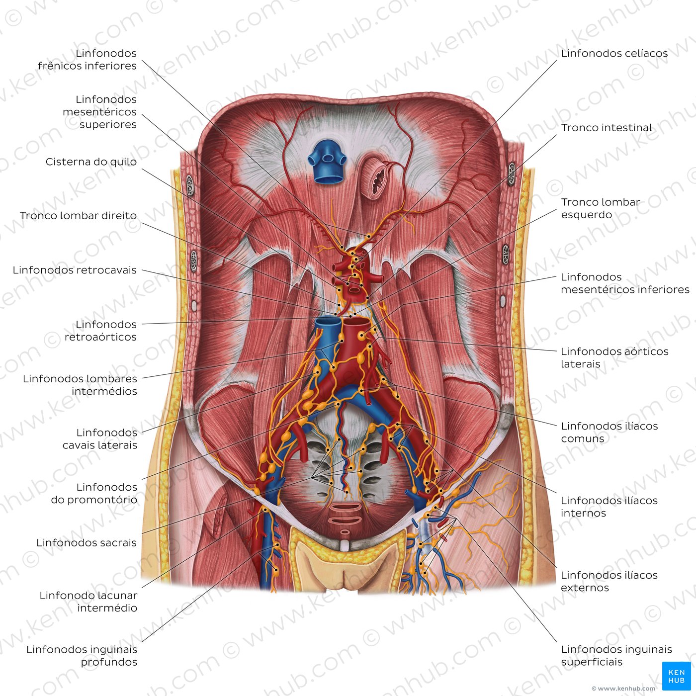 Linfonodos do abdome e da pelve: Anatomia e drenagem | Kenhub