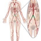 Common iliac artery