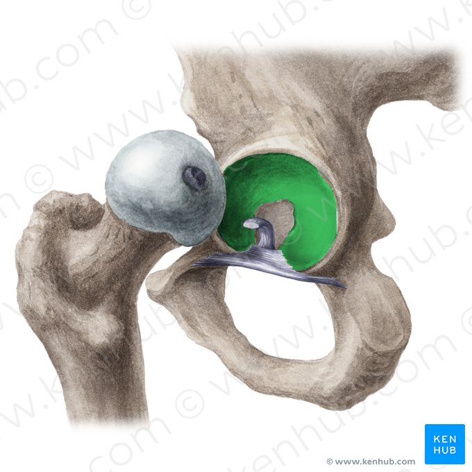 Carilla semilunar del acetábulo (Facies lunata acetabuli); Imagen: Liene Znotina