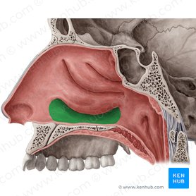 Inferior nasal meatus (Meatus nasi inferior); Image: Yousun Koh