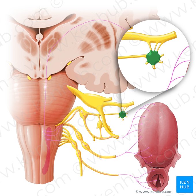 Pterygopalatine ganglion (Ganglion pterygopalatinum); Image: Paul Kim