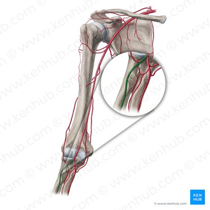 Arteria radial (Arteria radialis); Imagen: Yousun Koh