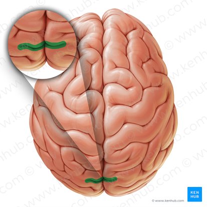 Parietooccipital sulcus (Sulcus parietooccipitalis); Image: Paul Kim