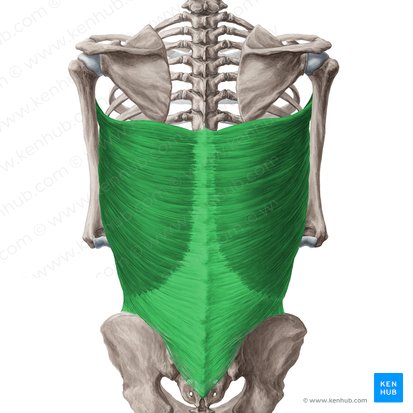 Músculo dorsal ancho (Musculus latissimus dorsi); Imagen: Yousun Koh