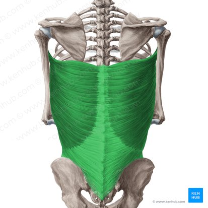 Músculo latíssimo do dorso (Musculus latissimus dorsi); Imagem: Yousun Koh