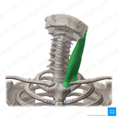 Sternocleidomastoid muscle (Musculus sternocleidomastoideus); Image: Yousun Koh