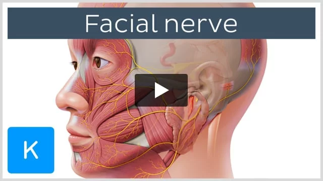 Mandibular Nerve v3: motor and sensory branches Diagram