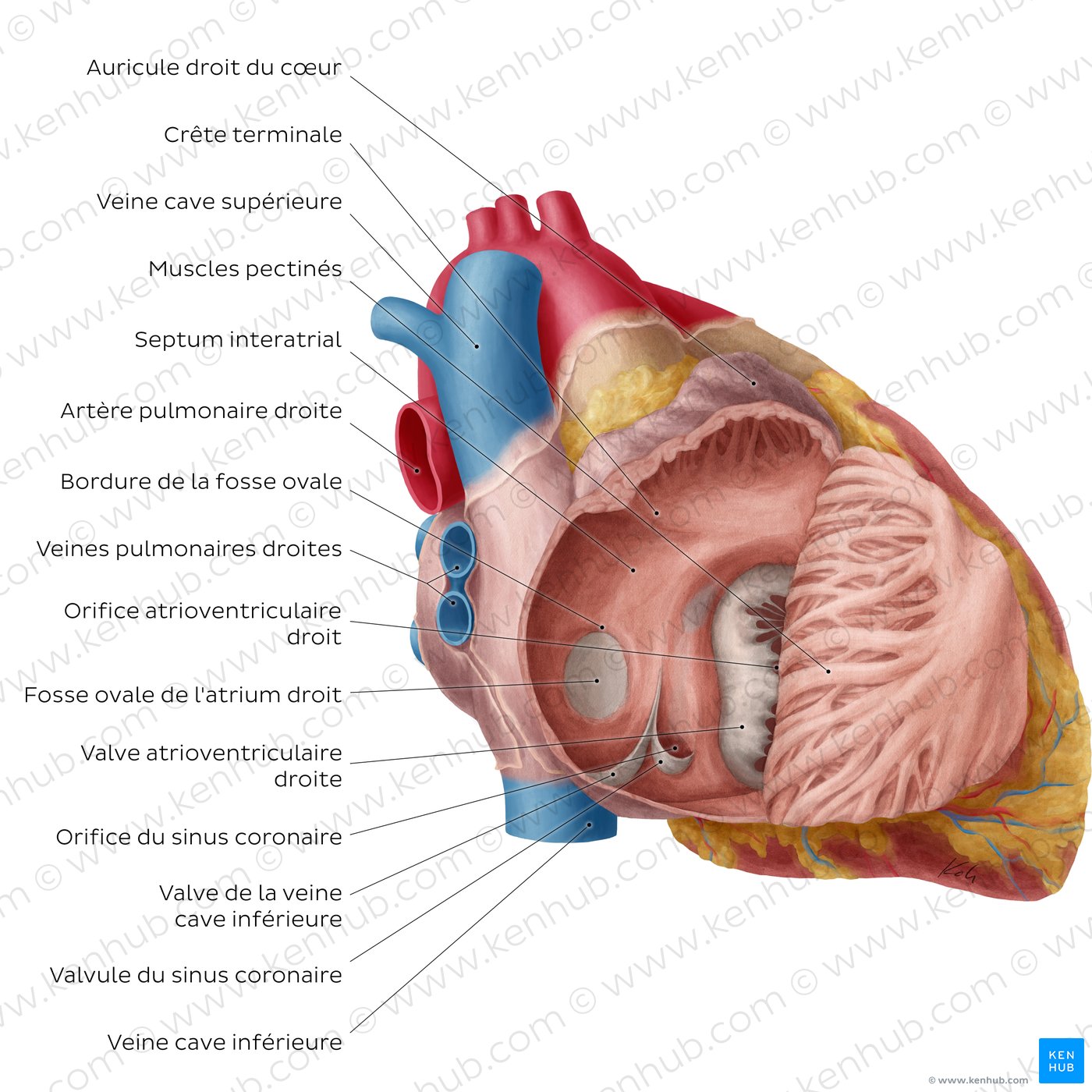 Schéma du coeur: Oreillette et ventricule droits du coeur (étiqueté)