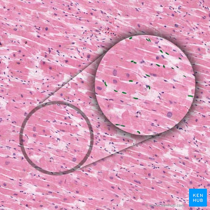Núcleo del fibroblasto (Nucleus fibroblasti); Imagen: 