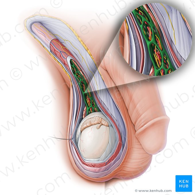 Plexo pampiniforme (Plexus pampiniformis); Imagen: Paul Kim