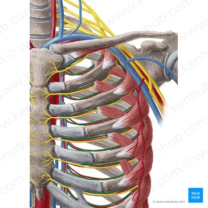 Anterior intercostal vein (Vena intercostalis anterior); Image: Yousun Koh