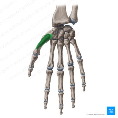 Músculo oponente do polegar (Musculus opponens pollicis); Imagem: Yousun Koh