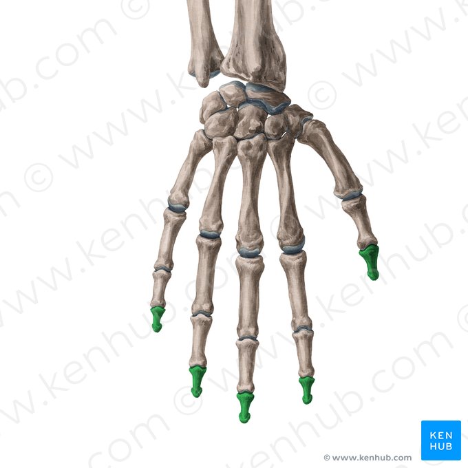 Phalanx distalis manus (Endglieder der Finger); Bild: Yousun Koh