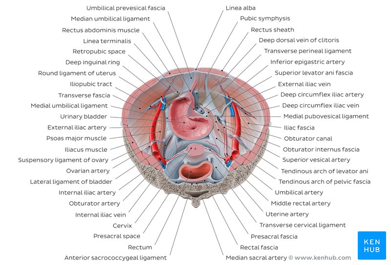 Iliopsoas relations to abdominopelvic organs (superior view)