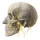 Main nerves of the head and neck