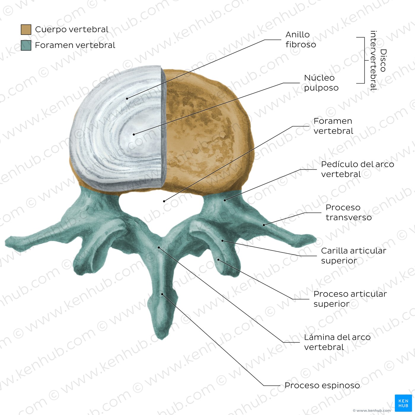 Anatomomía de una vértebra típica (diagram)