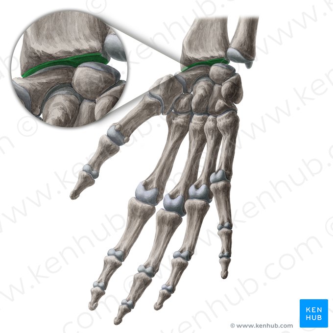 Facies articularis carpea (Distale Gelenkfläche der Speiche); Bild: Yousun Koh