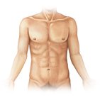 Régions de l'abdomen