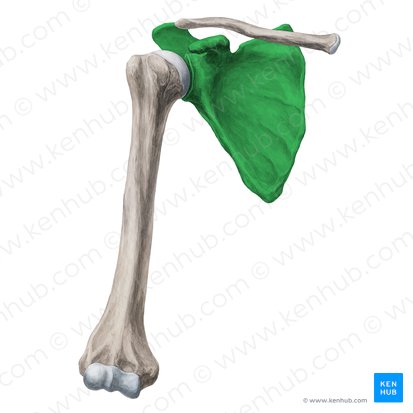 Escápula (Scapula); Imagen: Yousun Koh