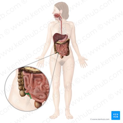 Apêndice vermiforme (Appendix vermiformis); Imagem: Begoña Rodriguez