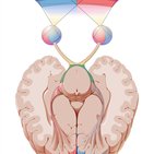 Optic tract