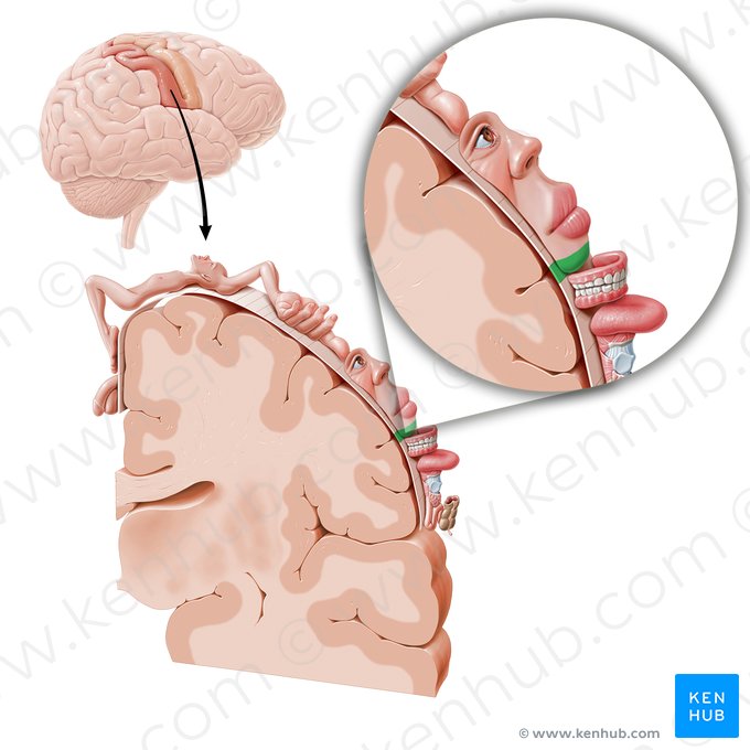Sensory cortex of chin (Cortex sensorius regionis mentalis); Image: Paul Kim