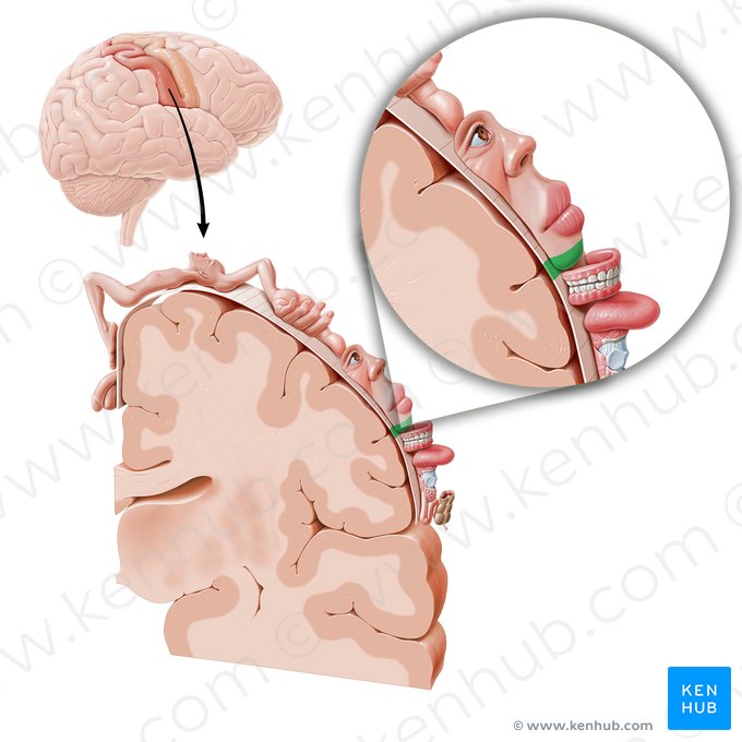 Cortex sensorius regionis mentalis (Sensorischer Kortex des Kinns); Bild: Paul Kim