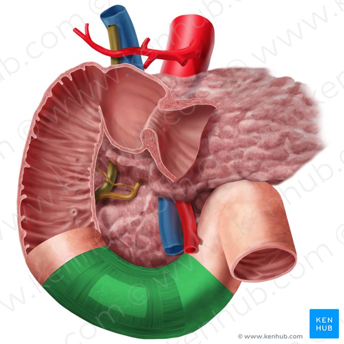 Horizontal part of duodenum (Pars horizontalis duodeni); Image: Begoña Rodriguez