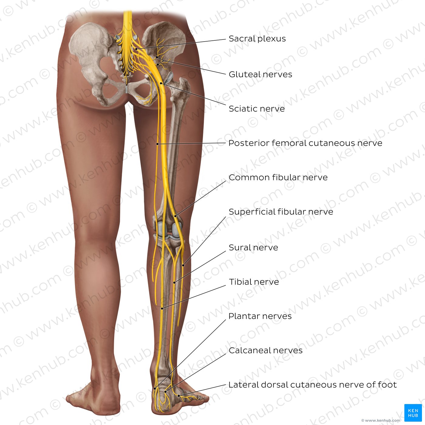 Main nerves found in the lower limb from the posterior view, shown superimposed over the lower half of a dark-skinned model.